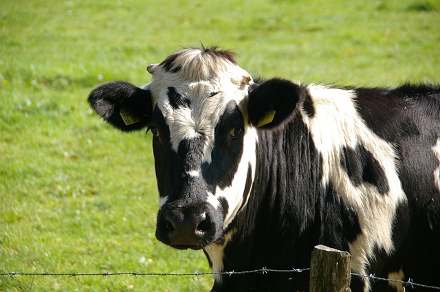Nem tudja megoldani a tejválságot az EU
