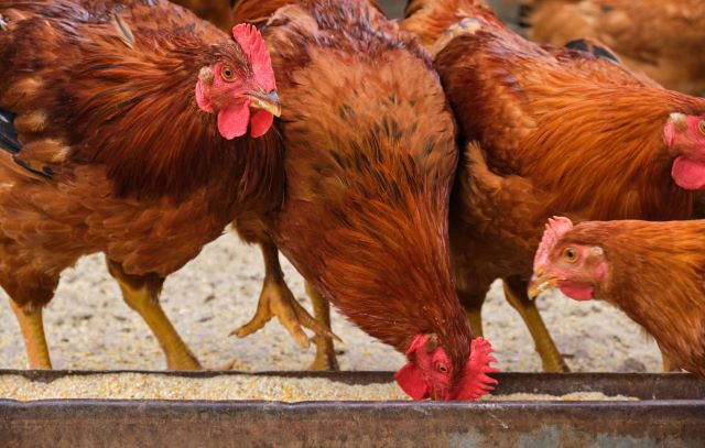 Az Agrifirm Magyarország Zrt. a vezető magyarországi baromfitakarmány-gyártó