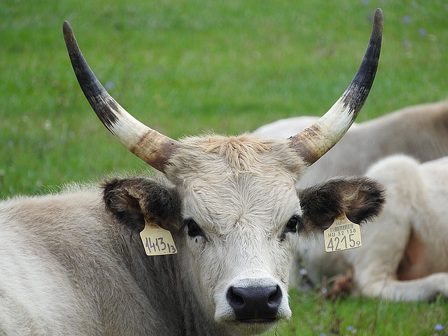 szurkemarha
